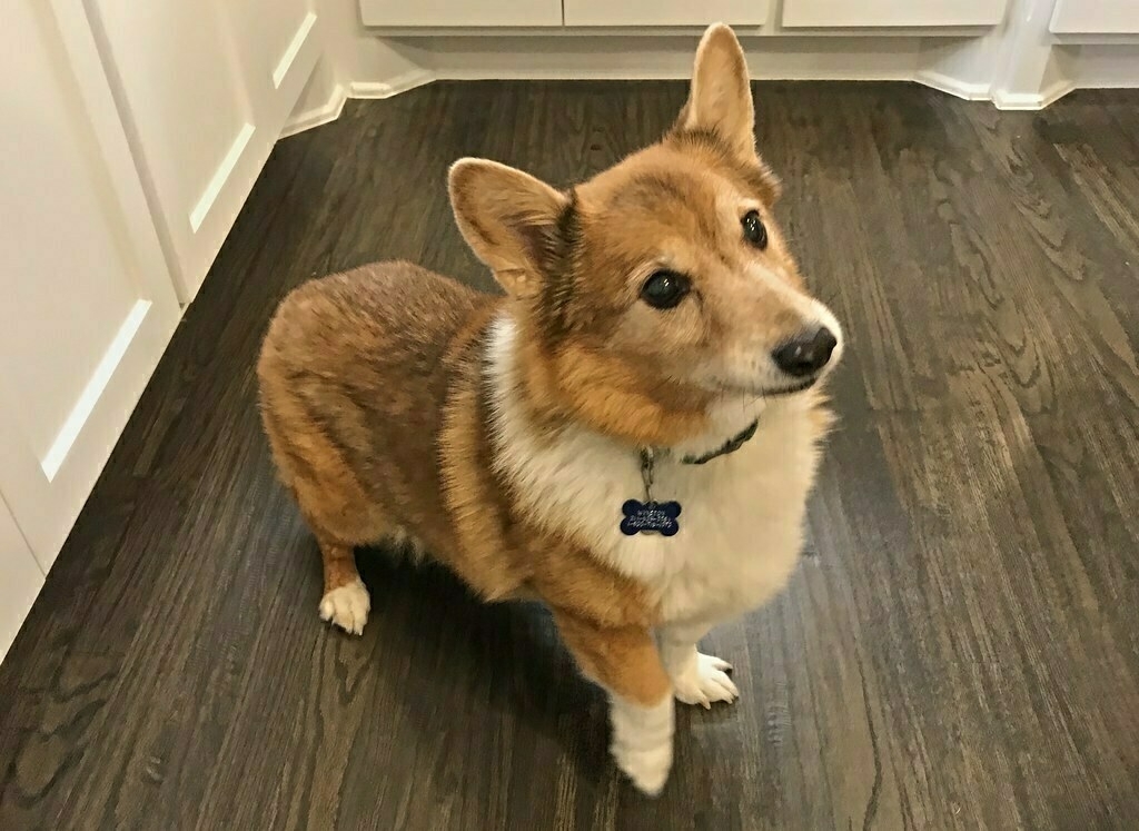 Winston, our sweet Corgi